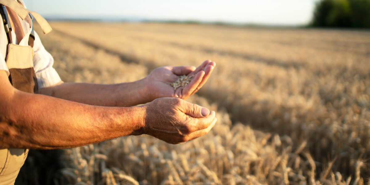 La blockchain applicata al settore agrifood: maggiore sostenibilità e minore spreco