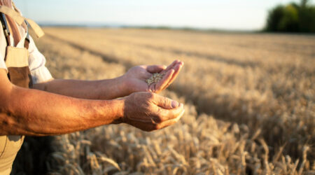 La blockchain applicata al settore agrifood: maggiore sostenibilità e minore spreco